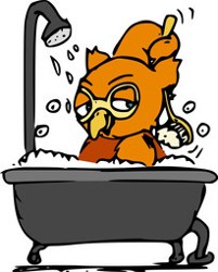 Eule in der Wanne