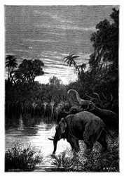 Die Elefanten wollten ihren Durst löschen. (S. 428)