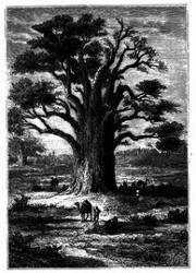 Der Baobab. (S. 405.)